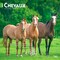 BrownTrout; Chevaux | 2027 12 x 24 Inch (Hanging) Monthly Square Wall Calendar | French Language; Category:Wall Calendars; Image:2